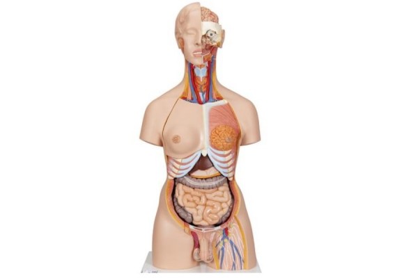 luksusowy model dwupłciowego ludzkiego tułowia z otwartymi plecami, 28 części - 3b smart anatomy - 1000200 [b35] 3b scientific modele anatomiczne 2